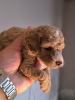 Photo №1. poodle (toy) - for sale in the city of Zrenjanin | negotiated | Announcement № 124175