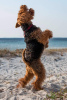 Additional photos: Welsh terrier puppies