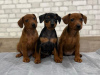 Additional photos: Mini -Pincher puppies ginazapata4@gmail.com