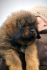 Additional photos: Tibetan Mastiff puppies
