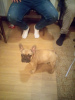 Additional photos: French Bulldog