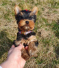 Photo №4. I will sell yorkshire terrier in the city of Bielefeld. private announcement - price - 280$