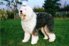 Photo №2 to announcement № 125928 for the sale of non-pedigree dogs - buy in United Kingdom private announcement, breeder