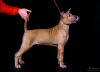 Photo №2 to announcement № 9926 for the sale of thai ridgeback - buy in Russian Federation from nursery