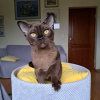 Photo №1. burmese cat - for sale in the city of Riga | negotiated | Announcement № 89595