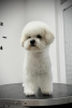 Additional photos: Bichon Frize female puppy