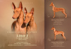 Additional photos: Pharaoh Hound Puppy Girl