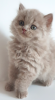 Photo №2 to announcement № 27892 for the sale of british longhair - buy in Czech Republic breeder