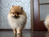 Additional photos: Pomeranian Girl, Orange Sable