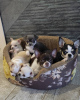 Photo №1. chihuahua - for sale in the city of Lüneburg | 355$ | Announcement № 12035