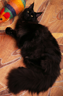 Photo №3. selling a chic boy Maine Coon. Ukraine