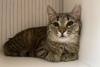 Additional photos: A gentle tabby cat, kitten Shprotya, is looking for a home and a loving family!