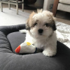 Photo №1. shih tzu - for sale in the city of Perth | 450$ | Announcement № 80052