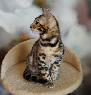 Photo №4. I will sell bengal cat in the city of Dnipro. from nursery, breeder - price - 450$