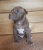 Additional photos: american pit bull terrier puppies
