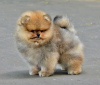 Photo №1. pomeranian - for sale in the city of Brașov | negotiated | Announcement № 112139