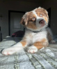 Photo №2 to announcement № 63322 for the sale of australian shepherd - buy in Poland private announcement