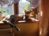 Photo №4. I will sell abyssinian cat in the city of Майдаково. private announcement - price - 179$