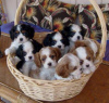 Photo №1. cavalier king charles spaniel - for sale in the city of Quinyambie | negotiated | Announcement № 51481