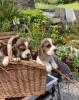 Photo №1. beagle - for sale in the city of Vilnius | 370$ | Announcement № 36095