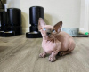 Photo №2 to announcement № 89673 for the sale of sphynx cat - buy in Germany private announcement