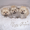Photo №2 to announcement № 17327 for the sale of pomeranian - buy in Russian Federation from nursery