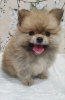 Photo №1. pomeranian - for sale in the city of Cherkasy | 367$ | Announcement № 11539
