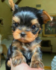 Photo №1. yorkshire terrier - for sale in the city of Deauville | Is free | Announcement № 118169