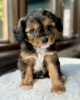 Photo №1. cavalier king charles spaniel - for sale in the city of Торонто | negotiated | Announcement № 113164