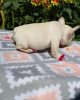 Photo №2 to announcement № 114723 for the sale of french bulldog - buy in United States 