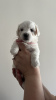 Photo №4. I will sell non-pedigree dogs in the city of Стамбул. private announcement, breeder - price - 300$