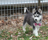 Photo №1. siberian husky - for sale in the city of Berlin | Is free | Announcement № 125177