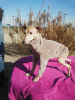 Photo №1. italian greyhound - for sale in the city of Салоники | 730$ | Announcement № 8287