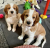 Photo №1. welsh springer spaniel - for sale in the city of Narva | negotiated | Announcement № 127411