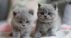 Photo №1. british shorthair - for sale in the city of Munich | 275$ | Announcement № 103779