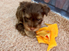 Photo №3. Yorkshire terrier puppies. France