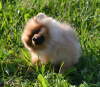 Photo №2 to announcement № 62841 for the sale of pomeranian - buy in Russian Federation breeder