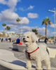 Photo №3. west highland white terrier. United States