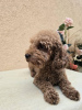 Additional photos: TOY Red Poodles - Puppies for sale