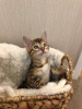 Photo №2 to announcement № 112165 for the sale of bengal cat - buy in United States breeder