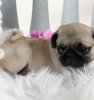 Photo №1. pug - for sale in the city of Gera | 423$ | Announcement № 97188