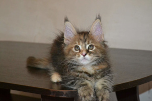 Photo №3. Maine Coon kittens. Russian Federation