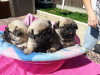 Photo №1. pug - for sale in the city of Ar-Rayyan | negotiated | Announcement № 52216