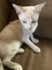 Additional photos: 3- bicolour Siamese kittens