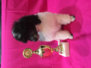 Photo №1. poodle (toy) - for sale in the city of Penza | 746$ | Announcement № 4246