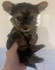Photo №4. I will sell yorkshire terrier in the city of Krivoy Rog. private announcement - price - 5500$