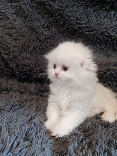 Photo №4. I will sell scottish fold in the city of Kostroma. private announcement - price - 402$