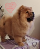 Additional photos: Chow Chow dogs for sale