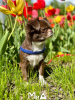 Photo №2 to announcement № 104174 for the sale of chihuahua - buy in United States from nursery