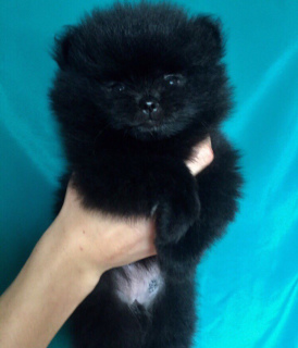 Additional photos: Spitz puppies are offered!